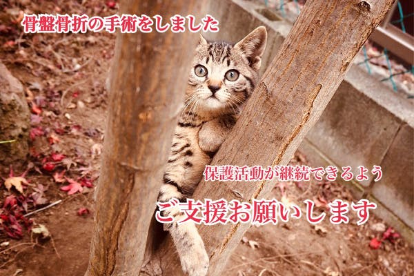 骨盤骨折 した保護猫を継続して助けたい Campfire キャンプファイヤー