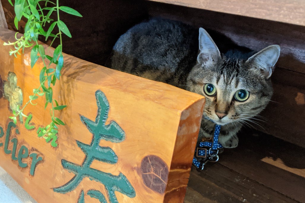 最後まで諦めたくない コロナに負けたくない 北鎌倉の小さな花屋の存続を願って Campfire キャンプファイヤー