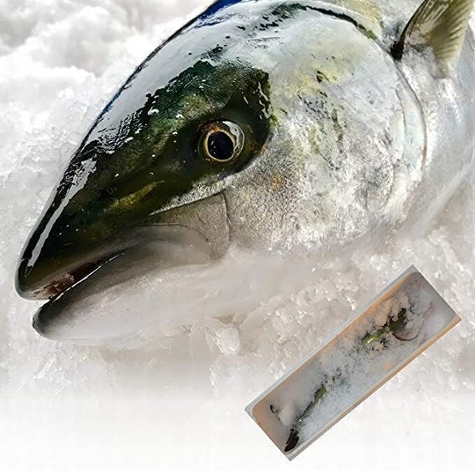 鹿児島県産寒ブリを助けてください 今年のブリは大変脂がのっています Campfire キャンプファイヤー 鹿児島県産寒ブリを助けてください 今年のブリは大変脂がのっています Campfire キャンプファイヤー