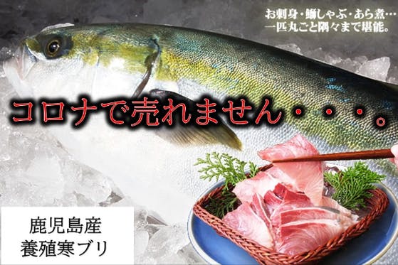 鹿児島県産寒ブリを助けてください 今年のブリは大変脂がのっています Campfire キャンプファイヤー