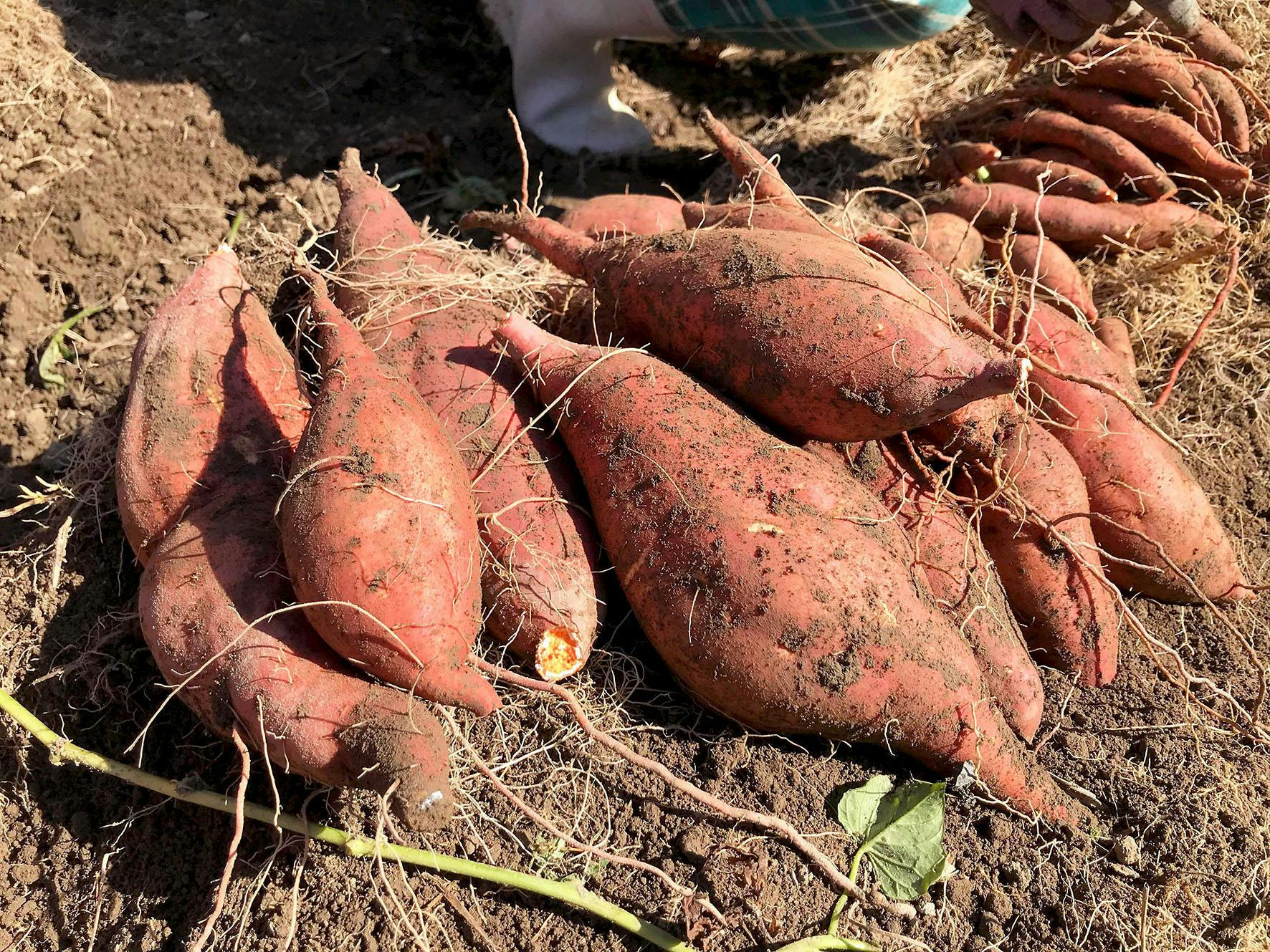 4番目のメイン画像