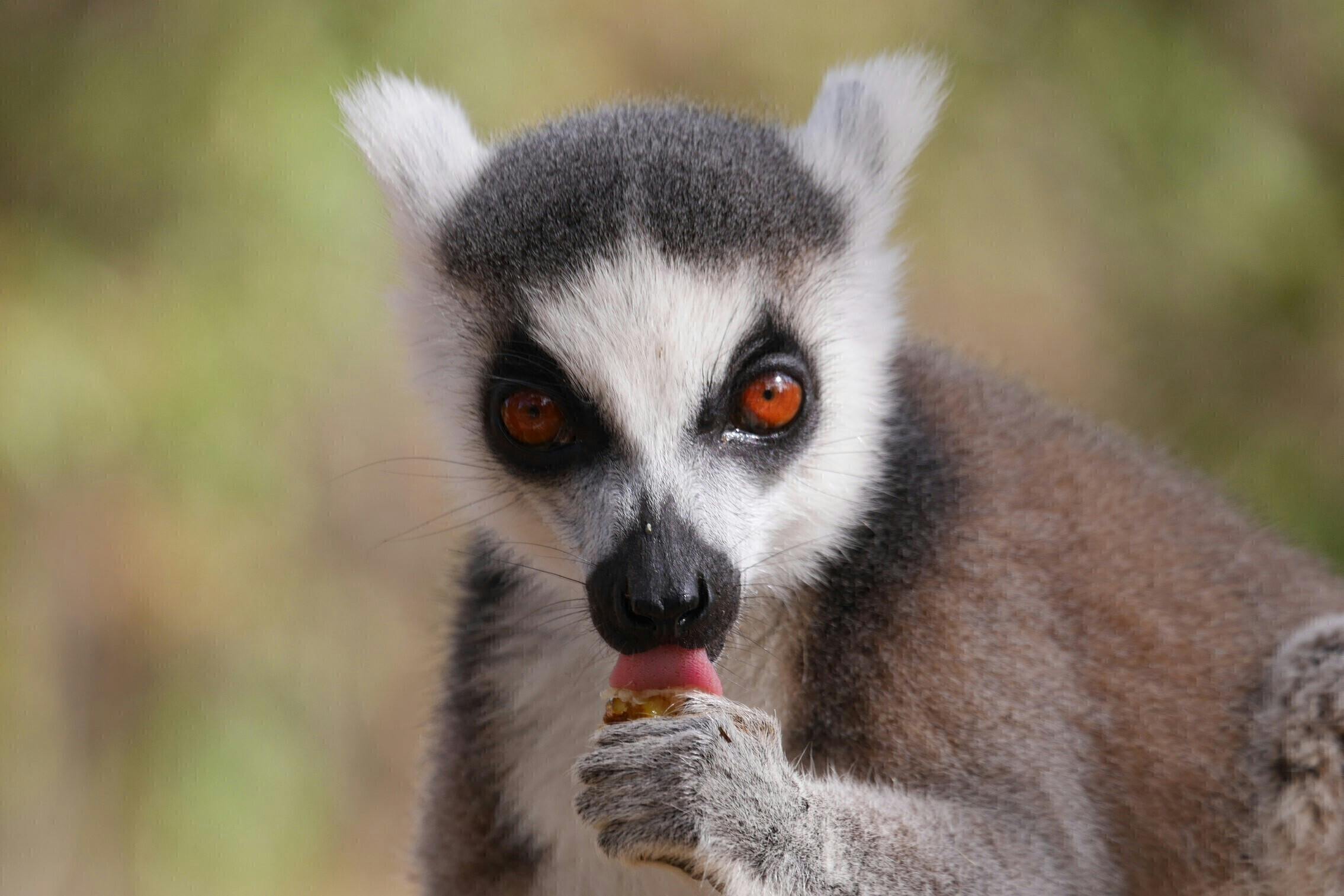 マダガスカルの農村で 森林保全と生活向上を両立する持続可能な暮らしを Campfire キャンプファイヤー マダガスカルの農村で 森林保全と生活向上を両立する持続可能な暮らしを Campfire キャンプファイヤー