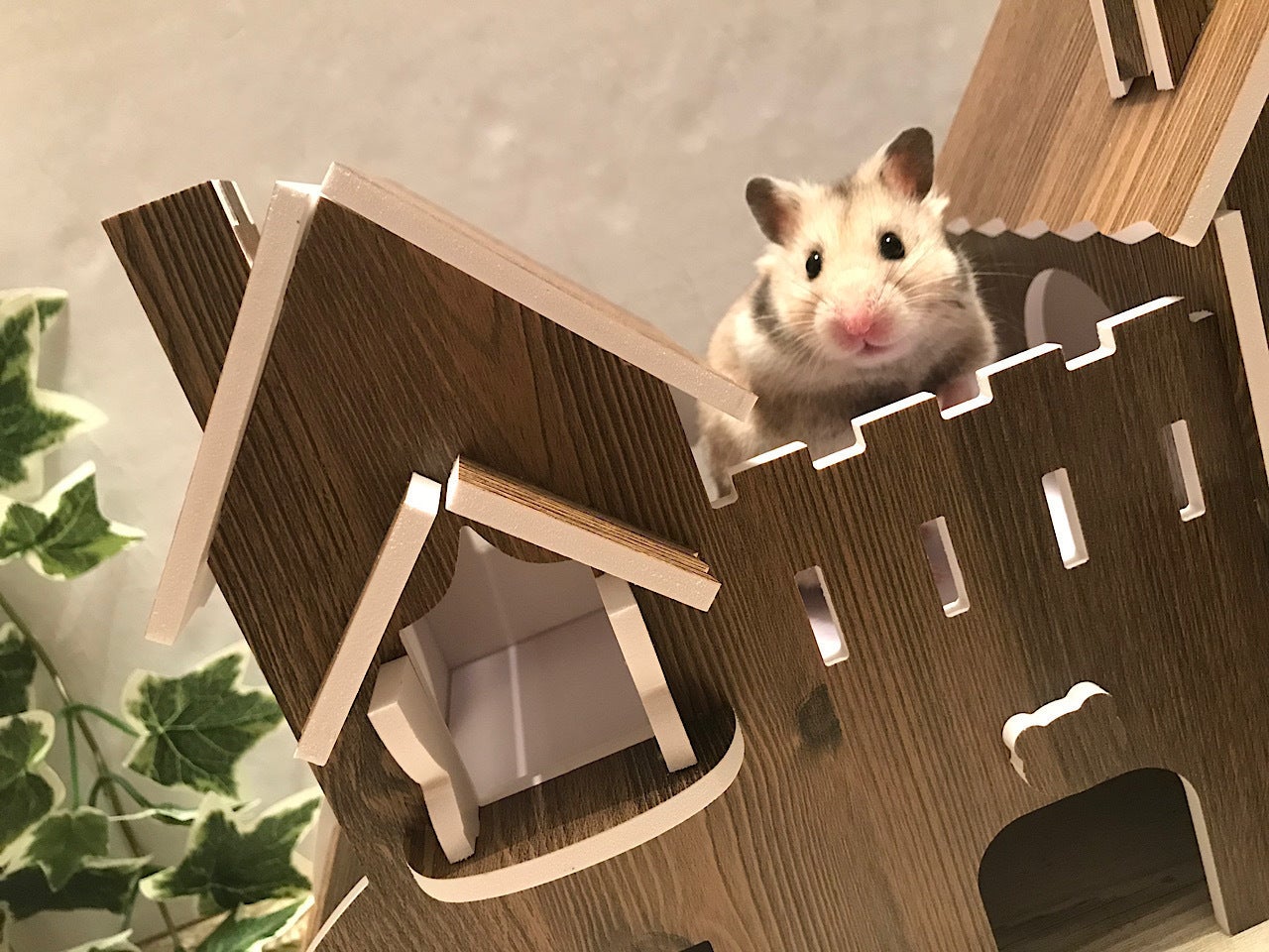 2番目のメイン画像