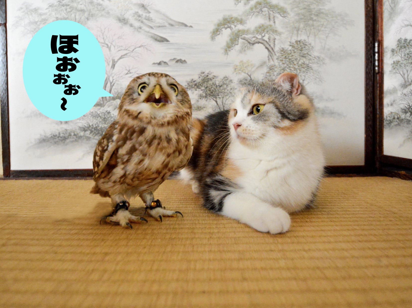 フクとマリモいる猫カフェの維持、継続にご支援ください フクとマリモいる猫カフェの維持、継続にご支援ください