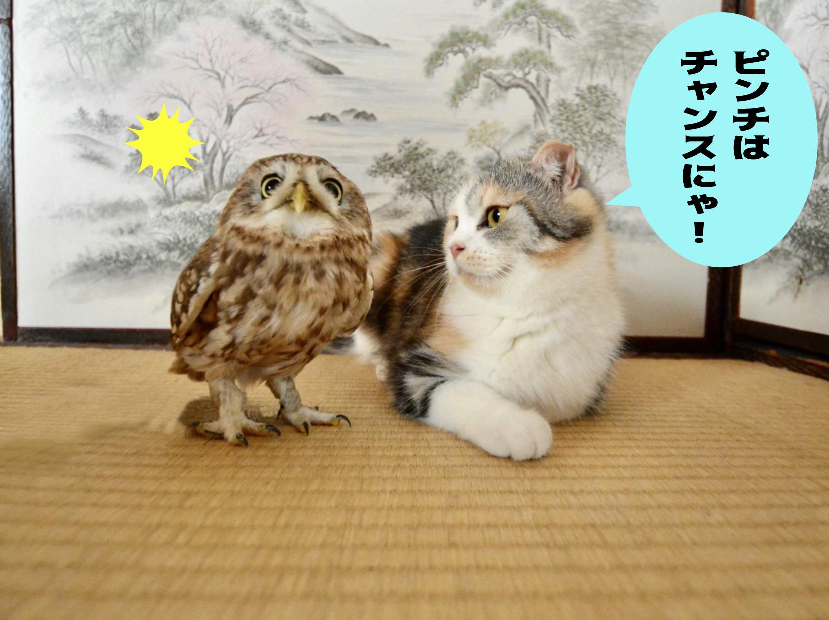 フクとマリモいる猫カフェの維持 継続にご支援ください Campfire キャンプファイヤー フクとマリモいる猫カフェの維持 継続にご支援ください Campfire キャンプファイヤー