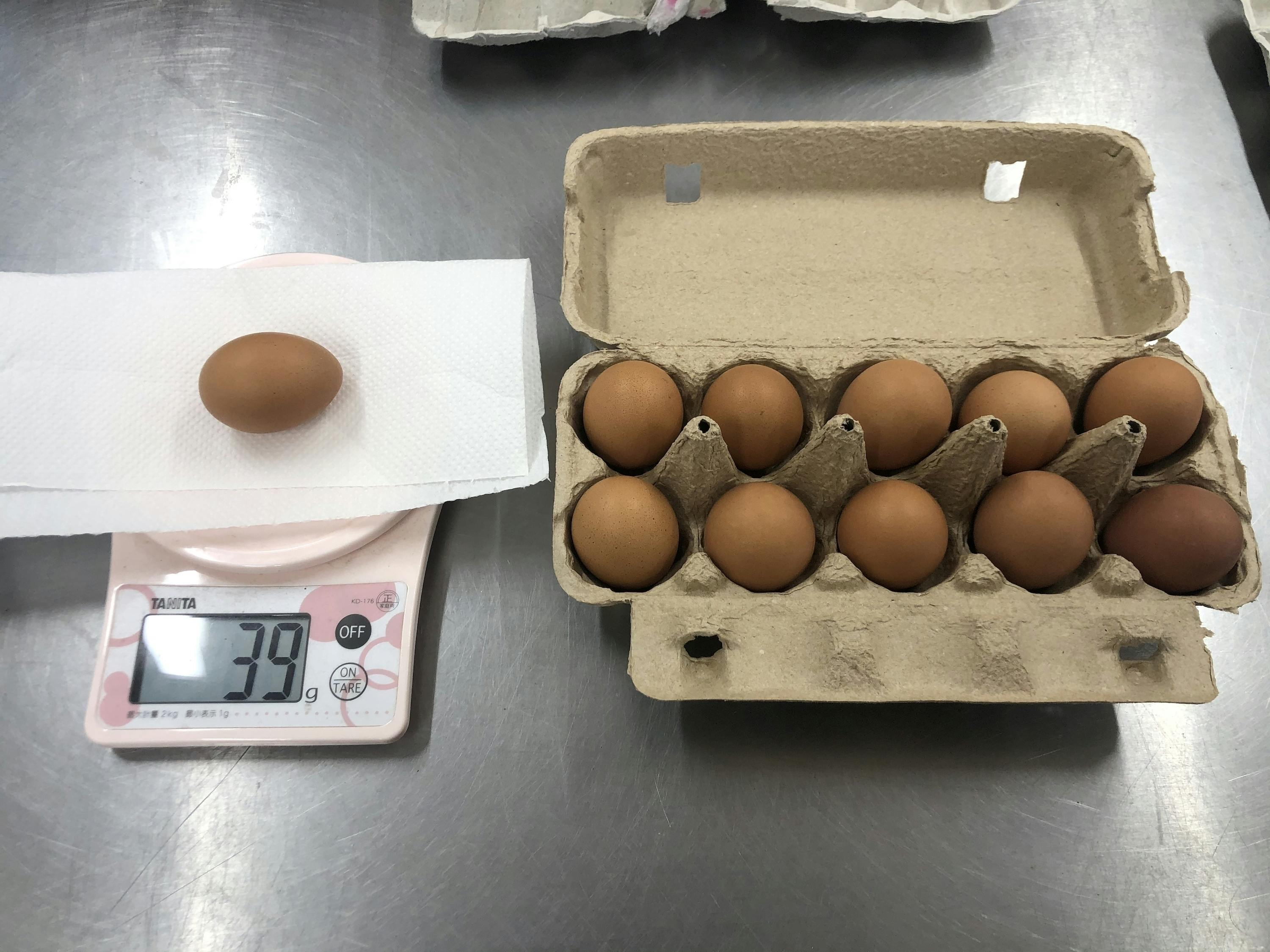 縁起物です！貴重な平飼いの岡崎おうはんの初産み卵【初産卵】を食べませんか？ - CAMPFIRE (キャンプファイヤー)