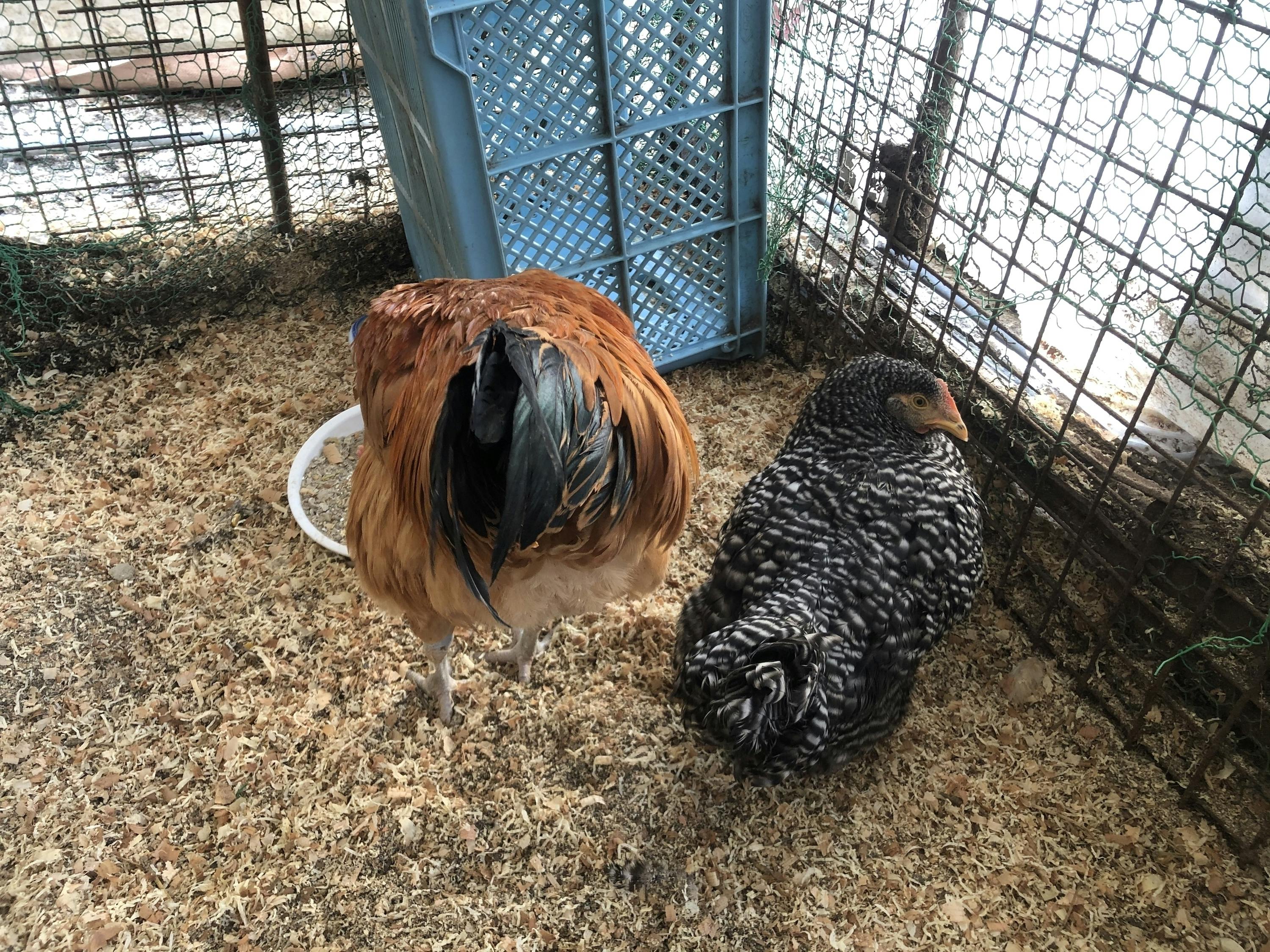 縁起物です！貴重な平飼いの岡崎おうはんの初産み卵【初産卵】を食べませんか？ - CAMPFIRE (キャンプファイヤー)