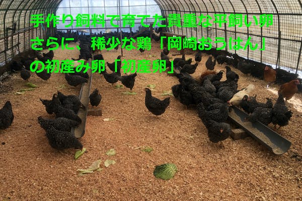 縁起物です！貴重な平飼いの岡崎おうはんの初産み卵【初産卵】を食べませんか？ - CAMPFIRE (キャンプファイヤー)