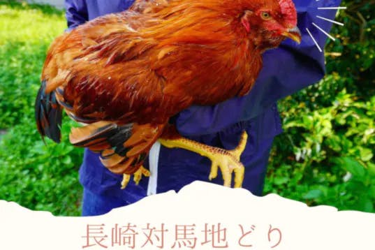 幻の対馬地鶏を使った 究極の親子丼 をみなさんに食べていただきたい Campfire キャンプファイヤー 幻の対馬地鶏を使った 究極の親子丼 をみなさんに食べていただきたい Campfire キャンプファイヤー