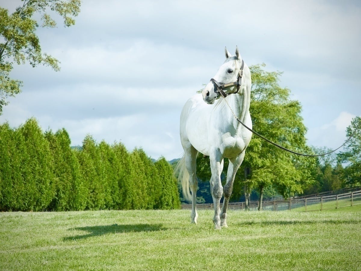 美しい馬の写真集を作りたい サラブレッドビューティー ゴールドシップver 1 Campfire キャンプファイヤー 美しい馬の写真集を作りたい サラブレッドビューティー ゴールドシップver 1 Campfire キャンプファイヤー