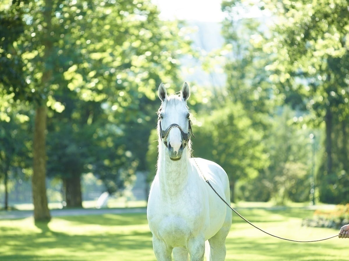 美しい馬の写真集を作りたい サラブレッドビューティー ゴールドシップver 1 Campfire キャンプファイヤー 美しい馬の写真集を作りたい サラブレッドビューティー ゴールドシップver 1 Campfire キャンプファイヤー