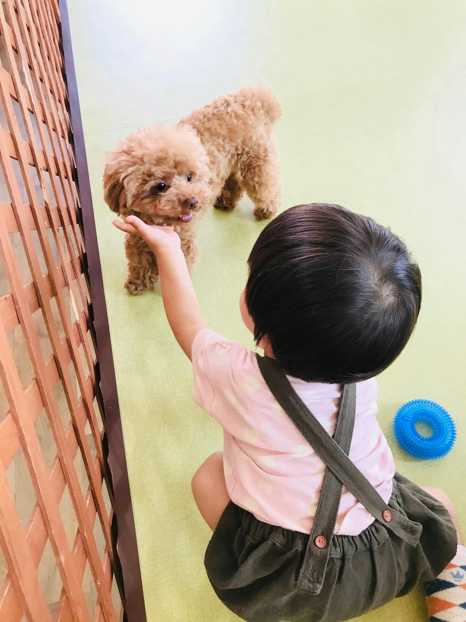 助けてください 福岡県の数少ない犬カフェが存続の危機 Campfire キャンプファイヤー 助けてください 福岡県の数少ない犬カフェが存続の危機 Campfire キャンプファイヤー