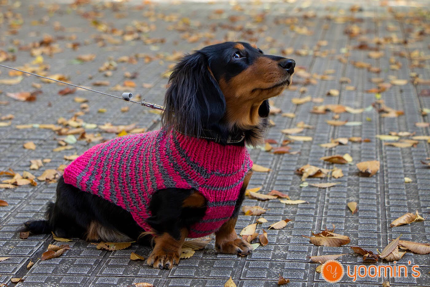 世界にたったひとつだけの手編みセーターをぜひあなたの愛犬にも