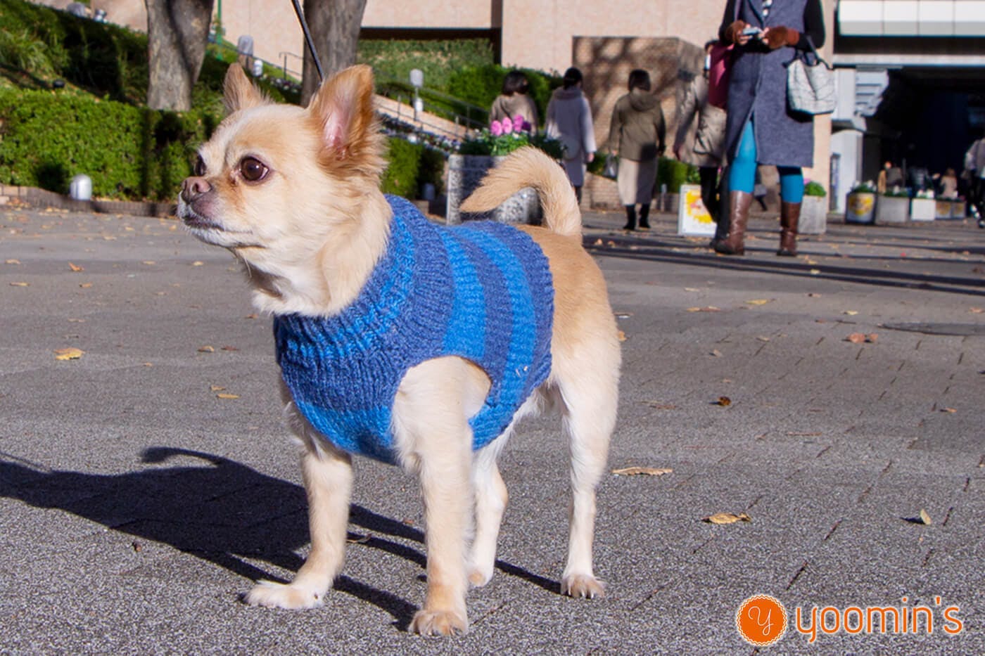 世界にたったひとつだけの手編みセーターをぜひあなたの愛犬にも。