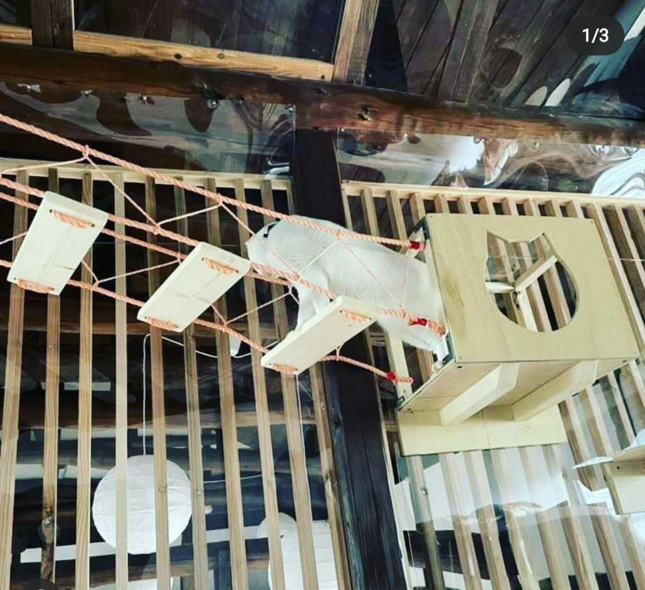 愛猫家さんの猫ちゃんにクォリティーの高い猫遊具・猫家具で遊んで貰い 