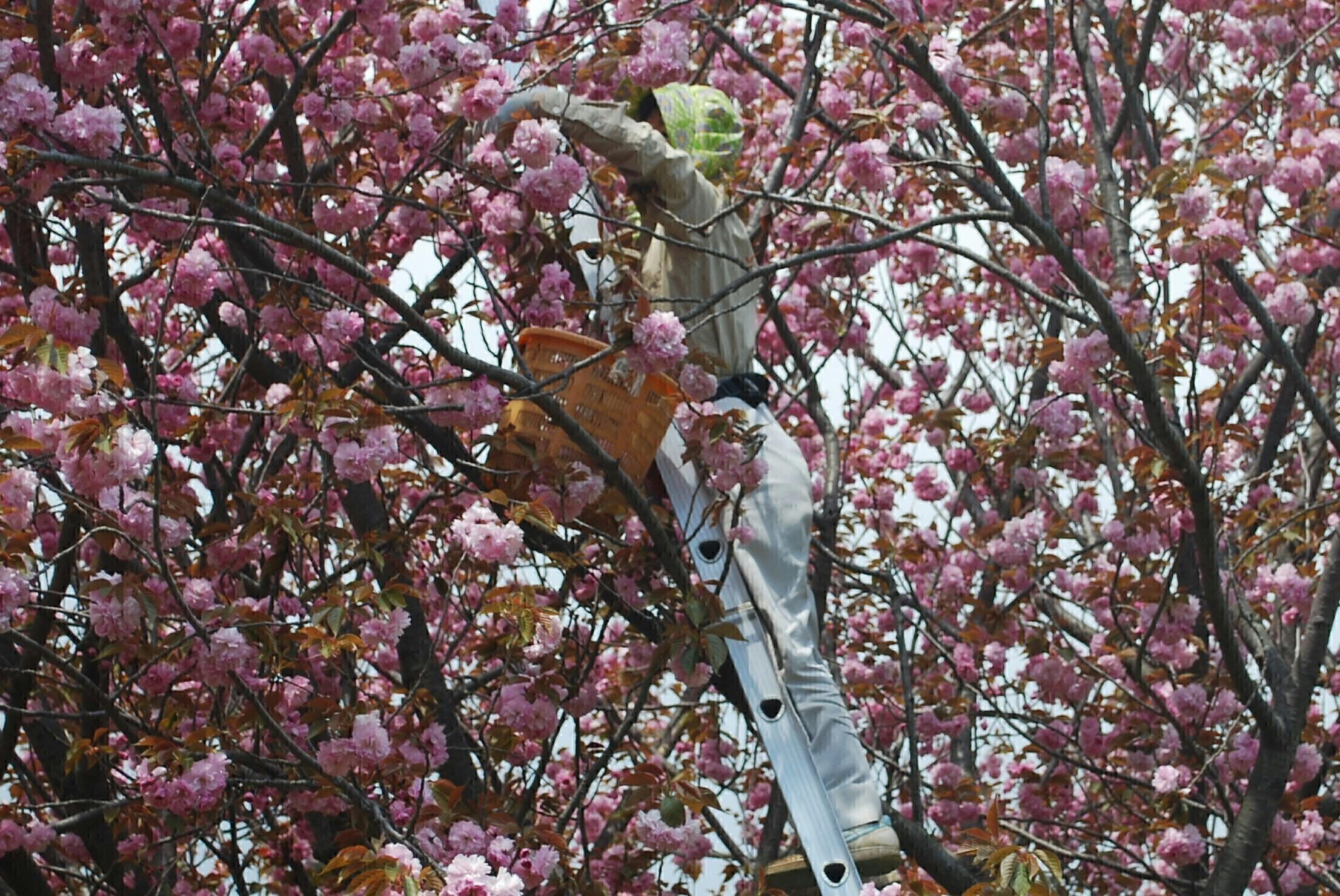 桜農家が大ピンチ コロナ禍で行き場を失った桜茶を日本中に届けたい Campfire キャンプファイヤー 桜農家が大ピンチ コロナ禍で行き場を失った桜茶を日本中に届けたい Campfire キャンプファイヤー