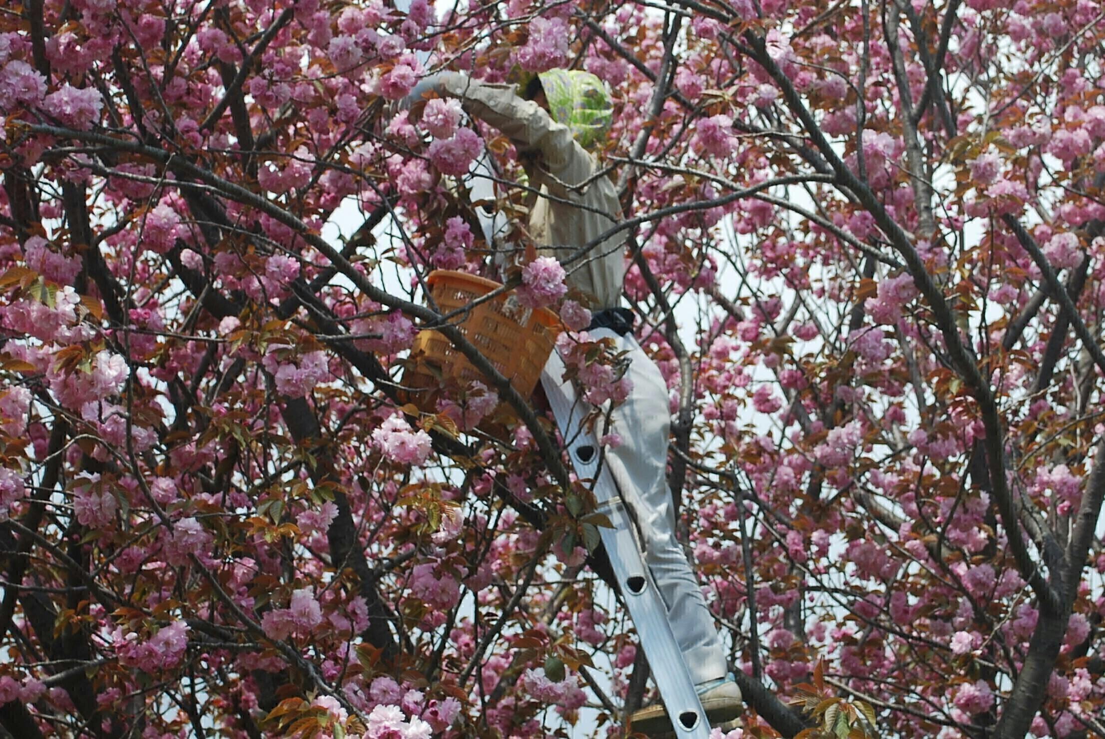 桜農家が大ピンチ⁉コロナ禍で行き場を失った桜茶を日本中に届けたい！ - CAMPFIRE (キャンプファイヤー)