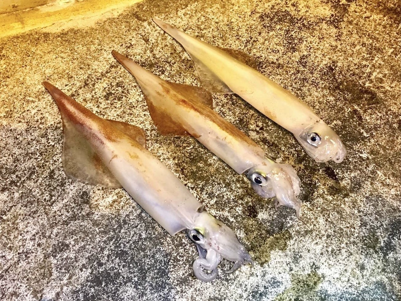 神津島名産の高級アカイカ ケンサキイカ を沢山の方に届けたい Campfire キャンプファイヤー 神津島名産の高級アカイカ ケンサキイカ を沢山の方に届けたい Campfire キャンプファイヤー
