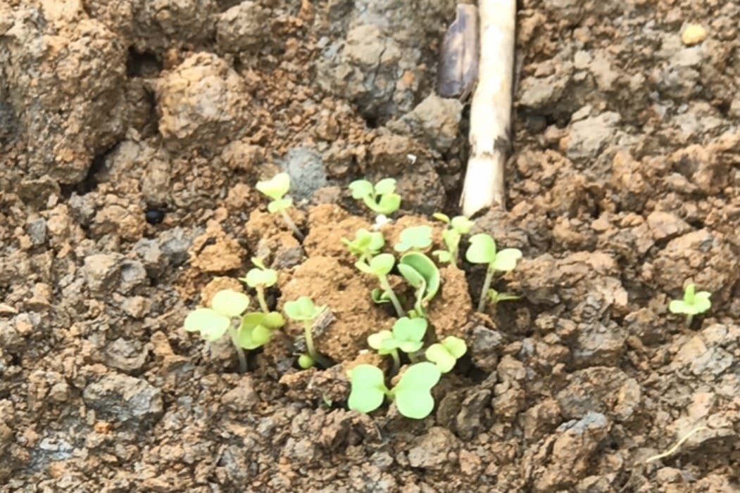 新鮮野菜がとり放題 耕作放棄地をみんなの食料庫に 粘土団子まきまきプロジェクト Campfire キャンプファイヤー 新鮮野菜がとり放題 耕作放棄地をみんなの食料庫に 粘土団子まきまきプロジェクト Campfire キャンプファイヤー