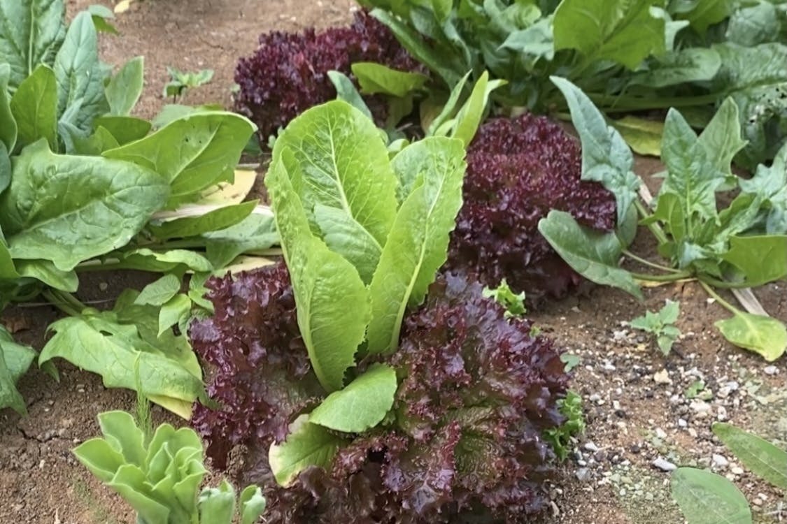 新鮮野菜がとり放題 耕作放棄地をみんなの食料庫に 粘土団子まきまきプロジェクト Campfire キャンプファイヤー 新鮮野菜がとり放題 耕作放棄地をみんなの食料庫に 粘土団子まきまきプロジェクト Campfire キャンプファイヤー