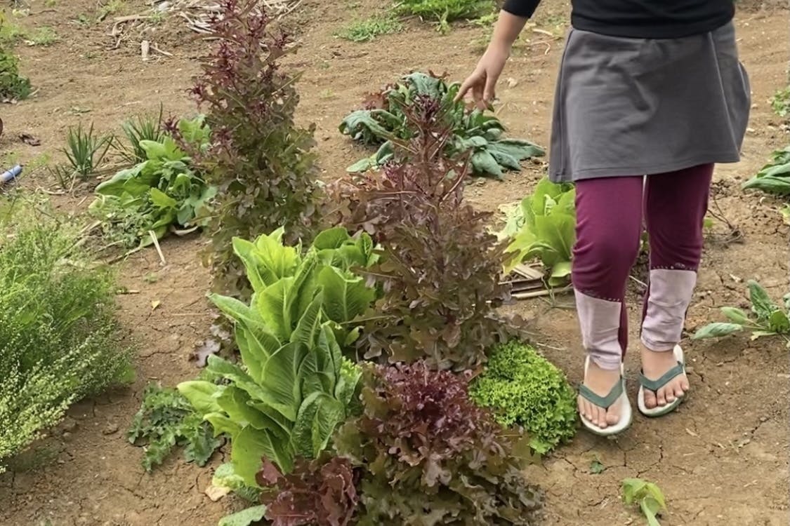 新鮮野菜がとり放題 耕作放棄地をみんなの食料庫に 粘土団子まきまきプロジェクト Campfire キャンプファイヤー 新鮮野菜がとり放題 耕作放棄地をみんなの食料庫に 粘土団子まきまきプロジェクト Campfire キャンプファイヤー