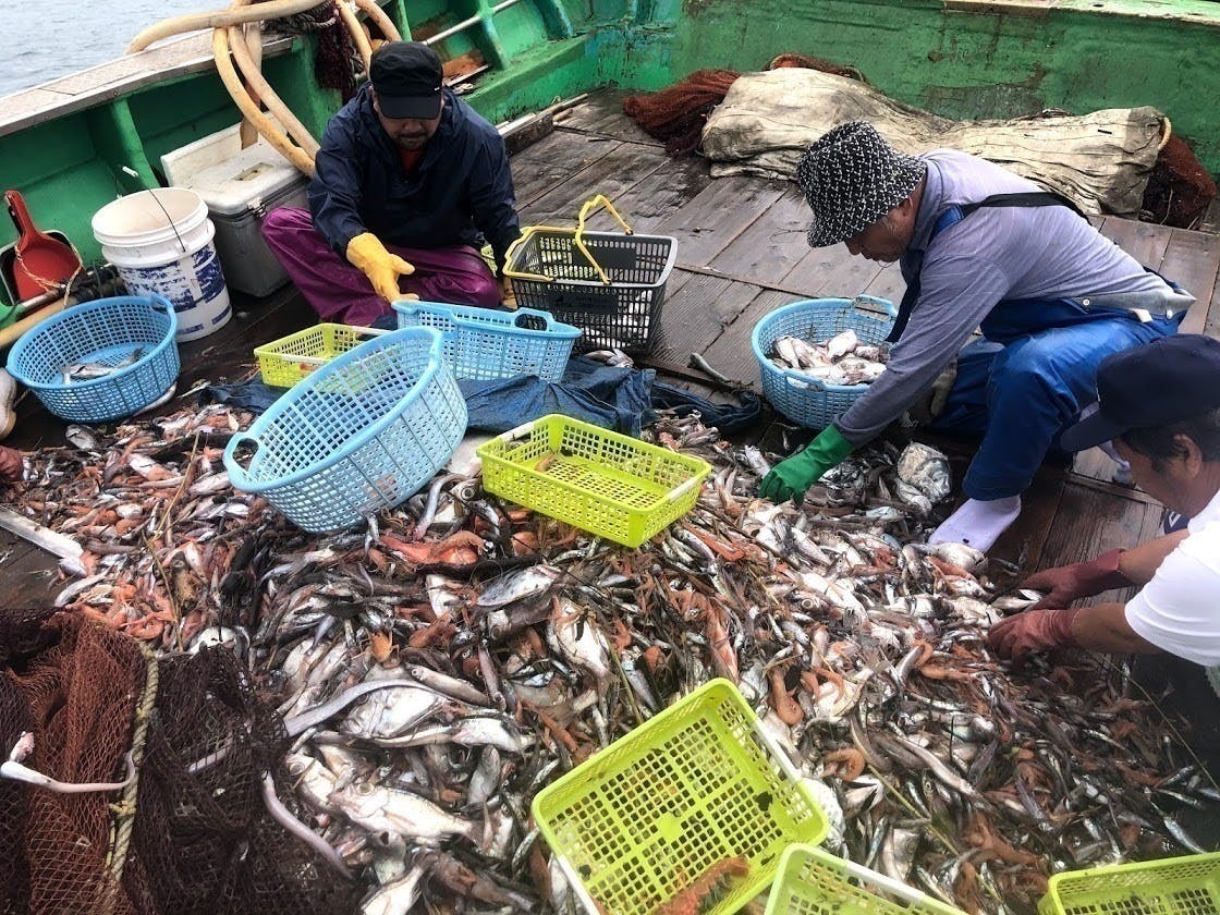 漁師応援 沼津市戸田 へだ の深海魚 を守りたい Campfire キャンプファイヤー 漁師応援 沼津市戸田 へだ の深海魚 を守りたい Campfire キャンプファイヤー