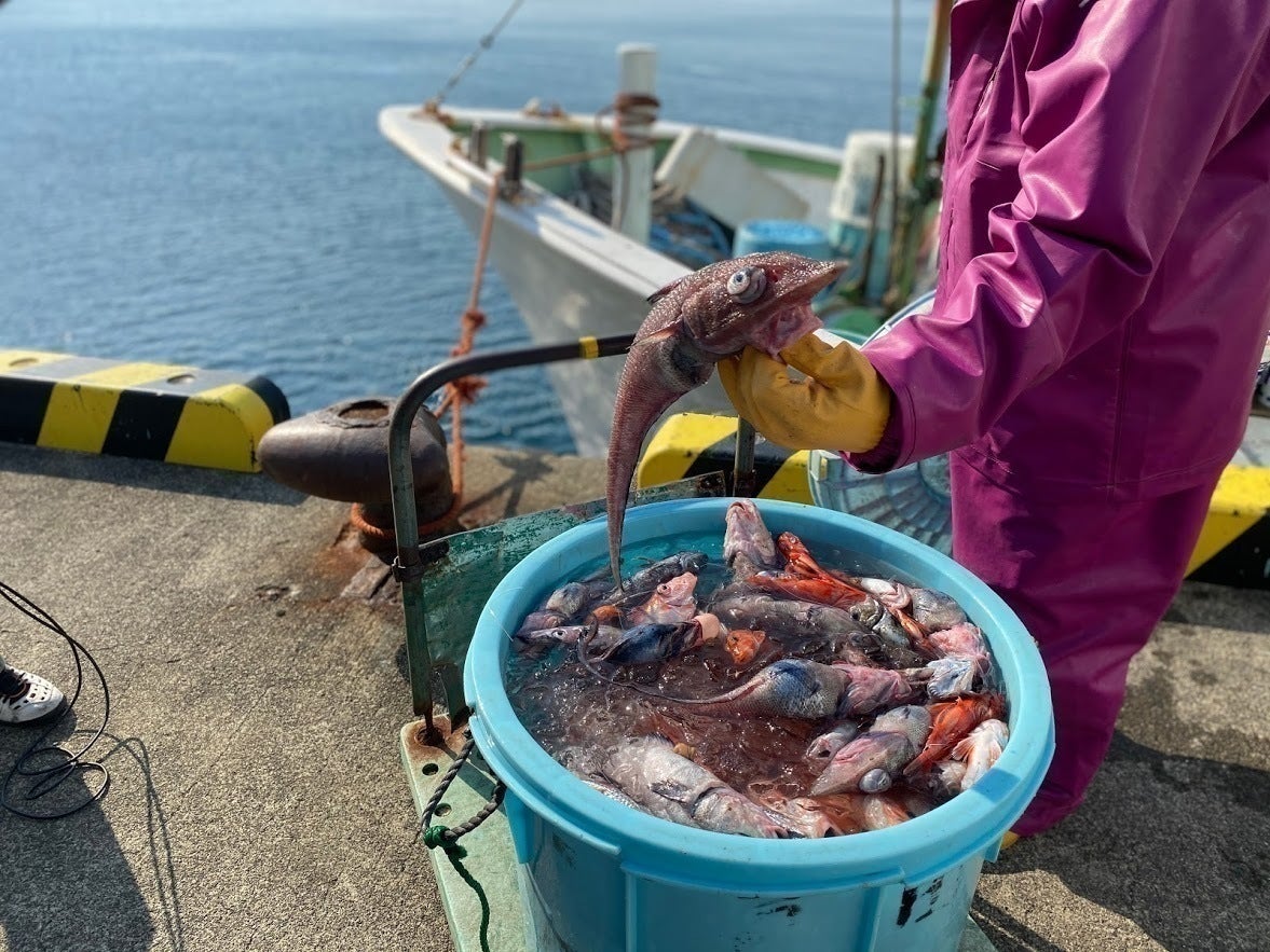 漁師応援！「沼津市戸田（へだ）の深海魚」を守りたい！ - CAMPFIRE
