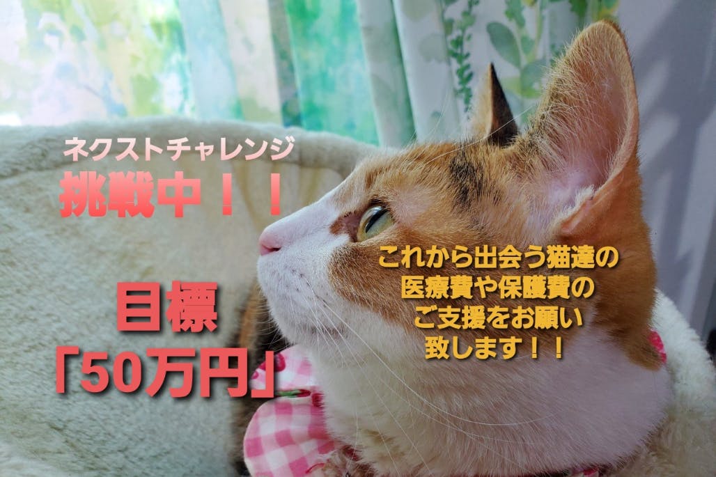 保護猫を助けたい 保護猫の譲渡会を開催する場所を作りたい Campfire キャンプファイヤー