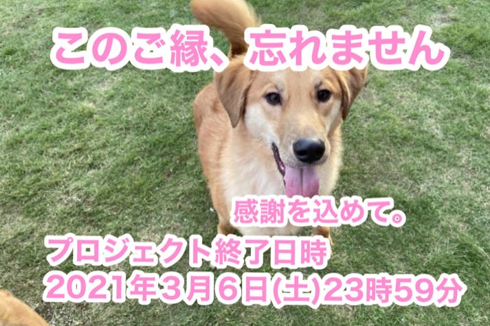 保護犬や保護猫の心とつながりたい 保護と縁結びの活動にご支援を Campfire キャンプファイヤー