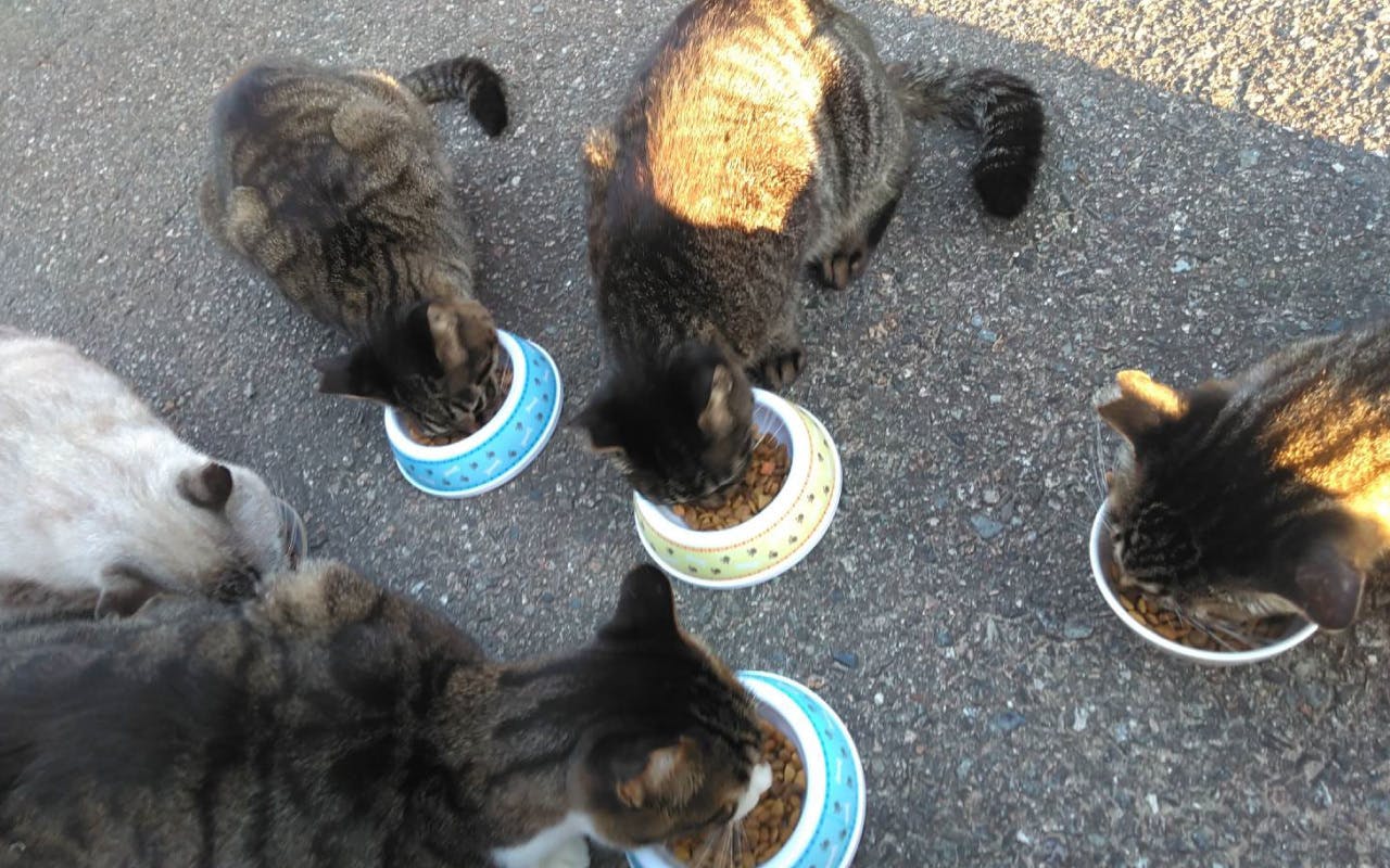 猫を愛する高校生の挑戦 これからも保護猫活動を続けたい Campfire キャンプファイヤー 猫を愛する高校生の挑戦 これからも保護猫活動を続けたい Campfire キャンプファイヤー