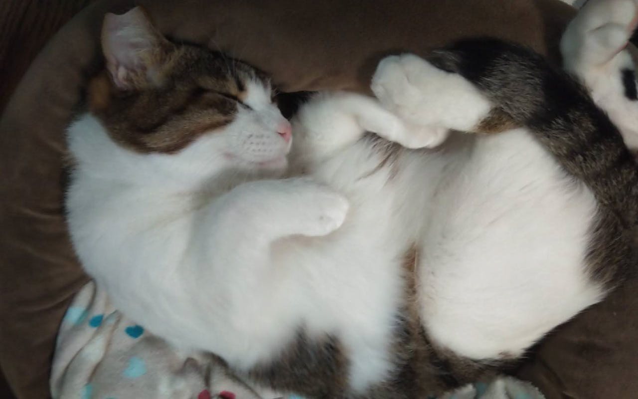 猫を愛する高校生の挑戦 これからも保護猫活動を続けたい Campfire キャンプファイヤー 猫を愛する高校生の挑戦 これからも保護猫活動を続けたい Campfire キャンプファイヤー