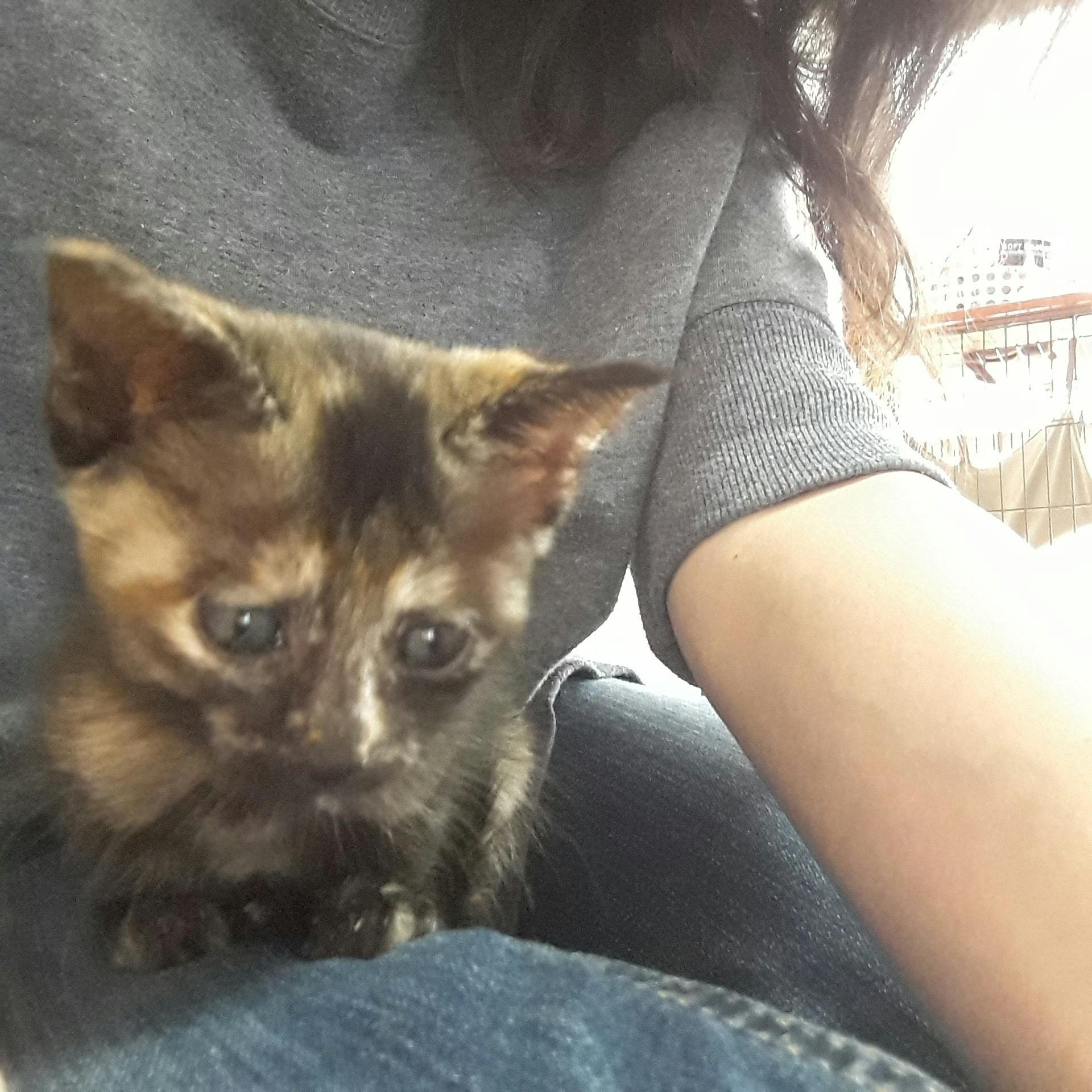 年々増える保護猫達 更に 受け入れ頭数を増やす為 住宅改修費の支援のお願い Campfire キャンプファイヤー 年々増える保護猫達 更に 受け入れ頭数を増やす為 住宅改修費の支援のお願い Campfire キャンプファイヤー