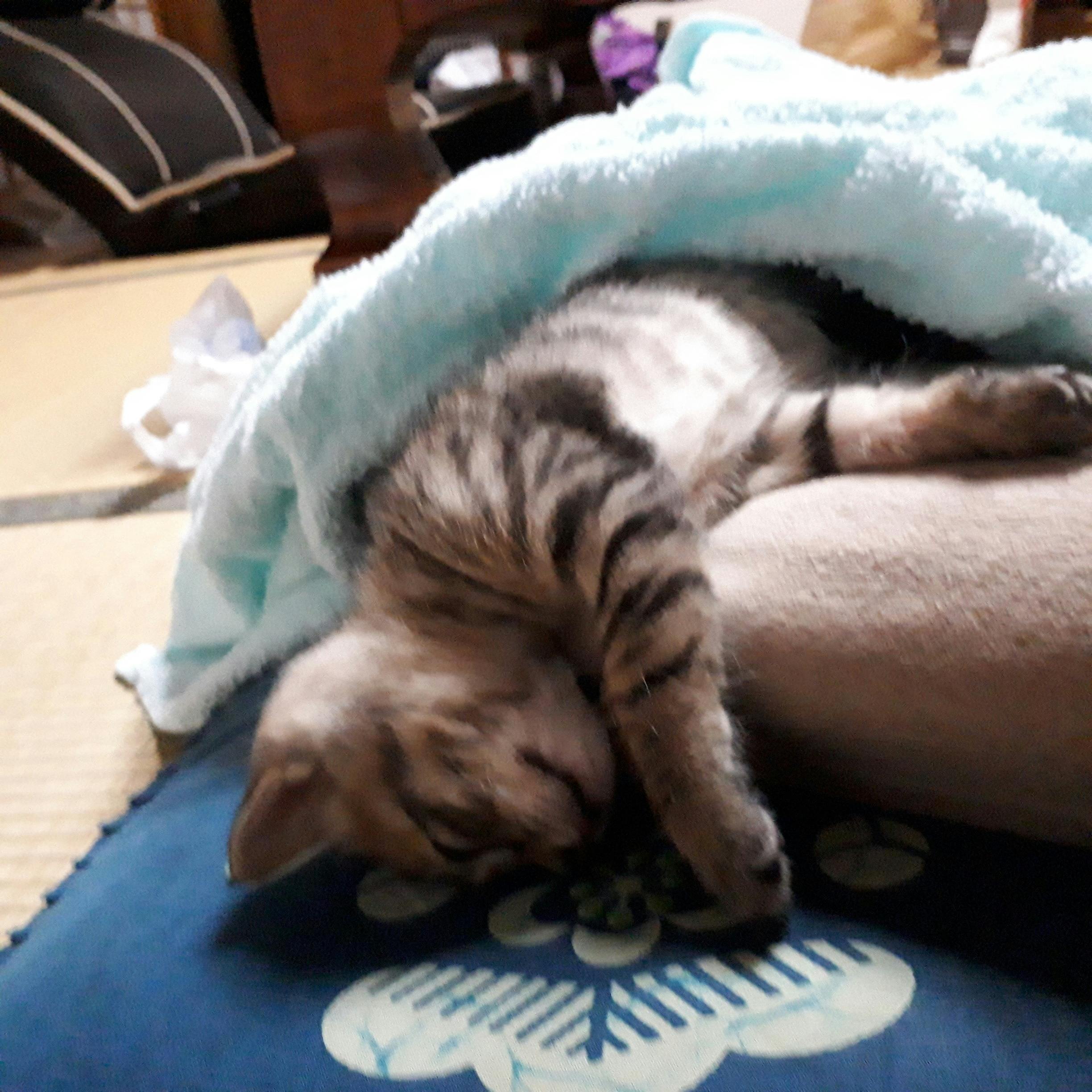 年々増える保護猫達 更に 受け入れ頭数を増やす為 住宅改修費の支援のお願い Campfire キャンプファイヤー 年々増える保護猫達 更に 受け入れ頭数を増やす為 住宅改修費の支援のお願い Campfire キャンプファイヤー