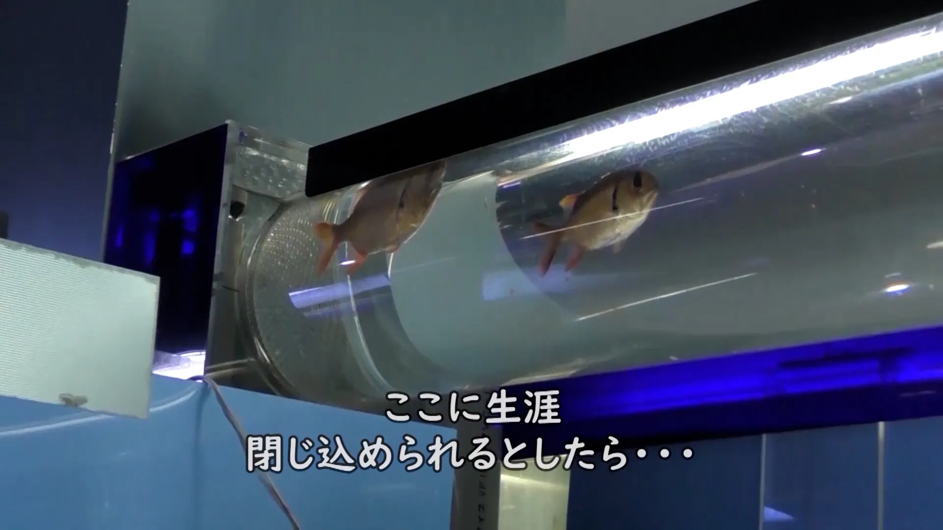 ドキュメント映画 かわいそうなイルカやウツボの物語 を国際的な映画祭に出展させて Campfire キャンプファイヤー ドキュメント映画 かわいそうなイルカやウツボの物語 を国際的な映画祭に出展させて Campfire キャンプファイヤー