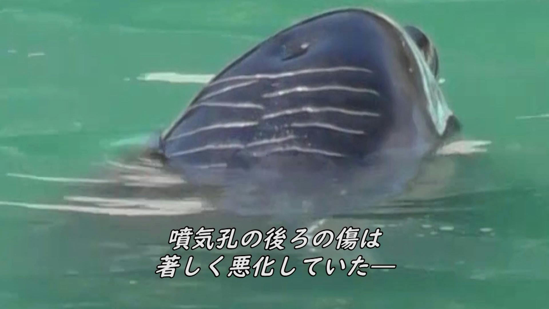 ドキュメント映画 かわいそうなイルカやウツボの物語 を国際的な映画祭に出展させての支援者一覧 Campfire キャンプファイヤー ドキュメント映画 かわいそうなイルカやウツボの物語 を国際的な映画祭に出展させての支援者一覧 Campfire キャンプファイヤー