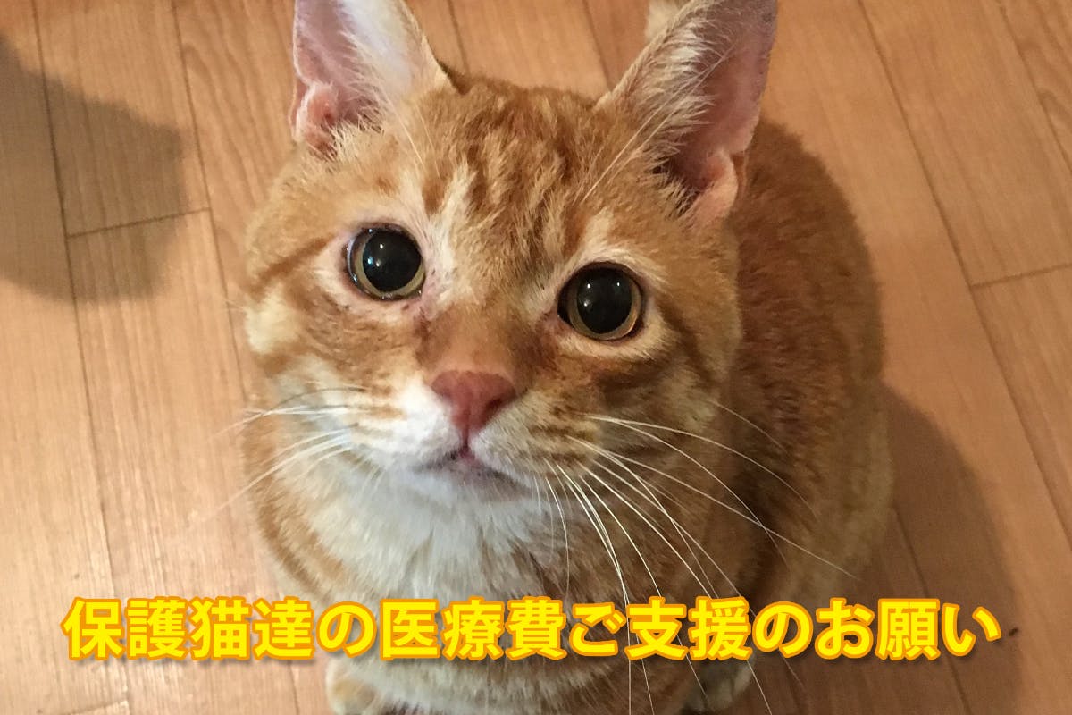 持病持ちの保護猫達と保護猫カフェを助けてください Campfire キャンプファイヤー