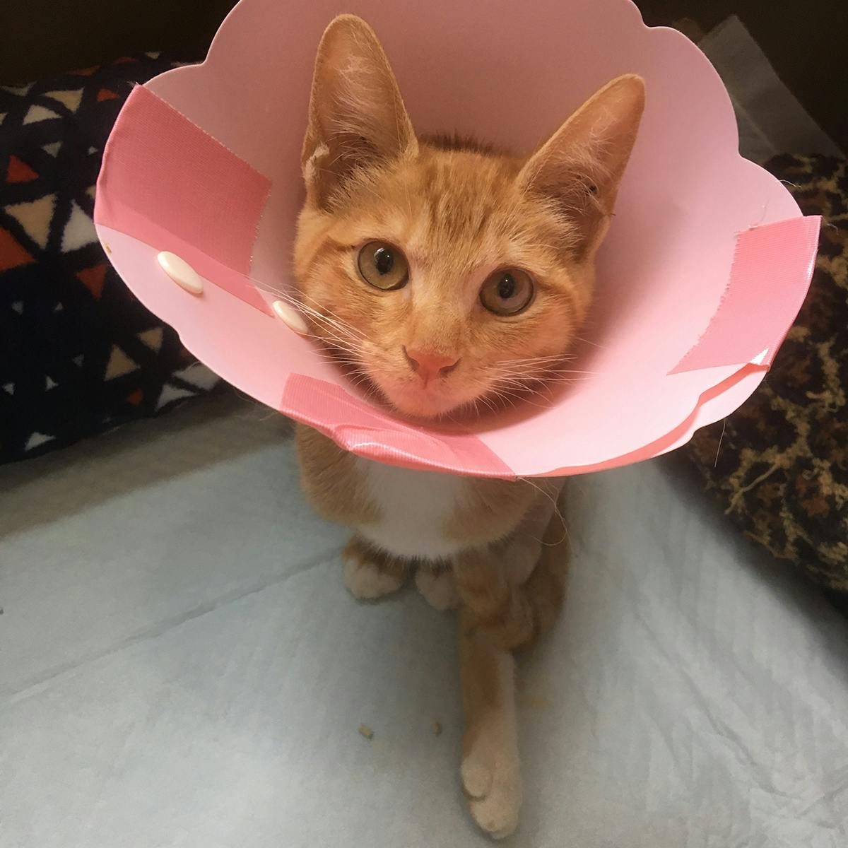 持病持ちの保護猫達と保護猫カフェを助けてください Campfire キャンプファイヤー 持病持ちの保護猫達と保護猫カフェを助けてください Campfire キャンプファイヤー