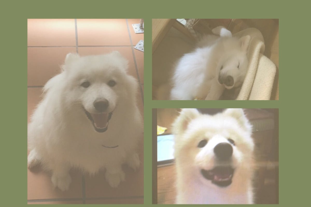 サモエド犬モモの応援隊員 募集♪