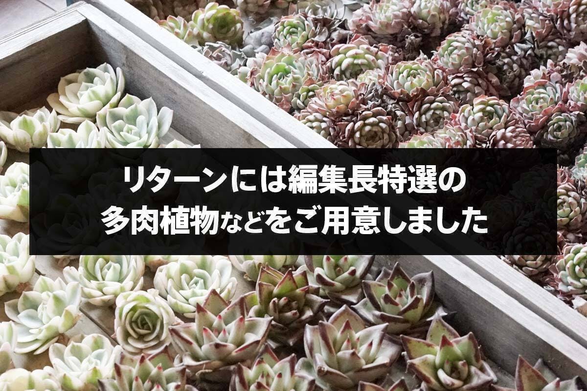 趣味で4年やってきた「WEB多肉植物図鑑」をプロの力でリニューアルしたい！ - CAMPFIRE (キャンプファイヤー)