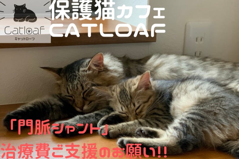 保護猫カフェ「門脈シャント」治療費ご協力のお願い。 - CAMPFIRE 