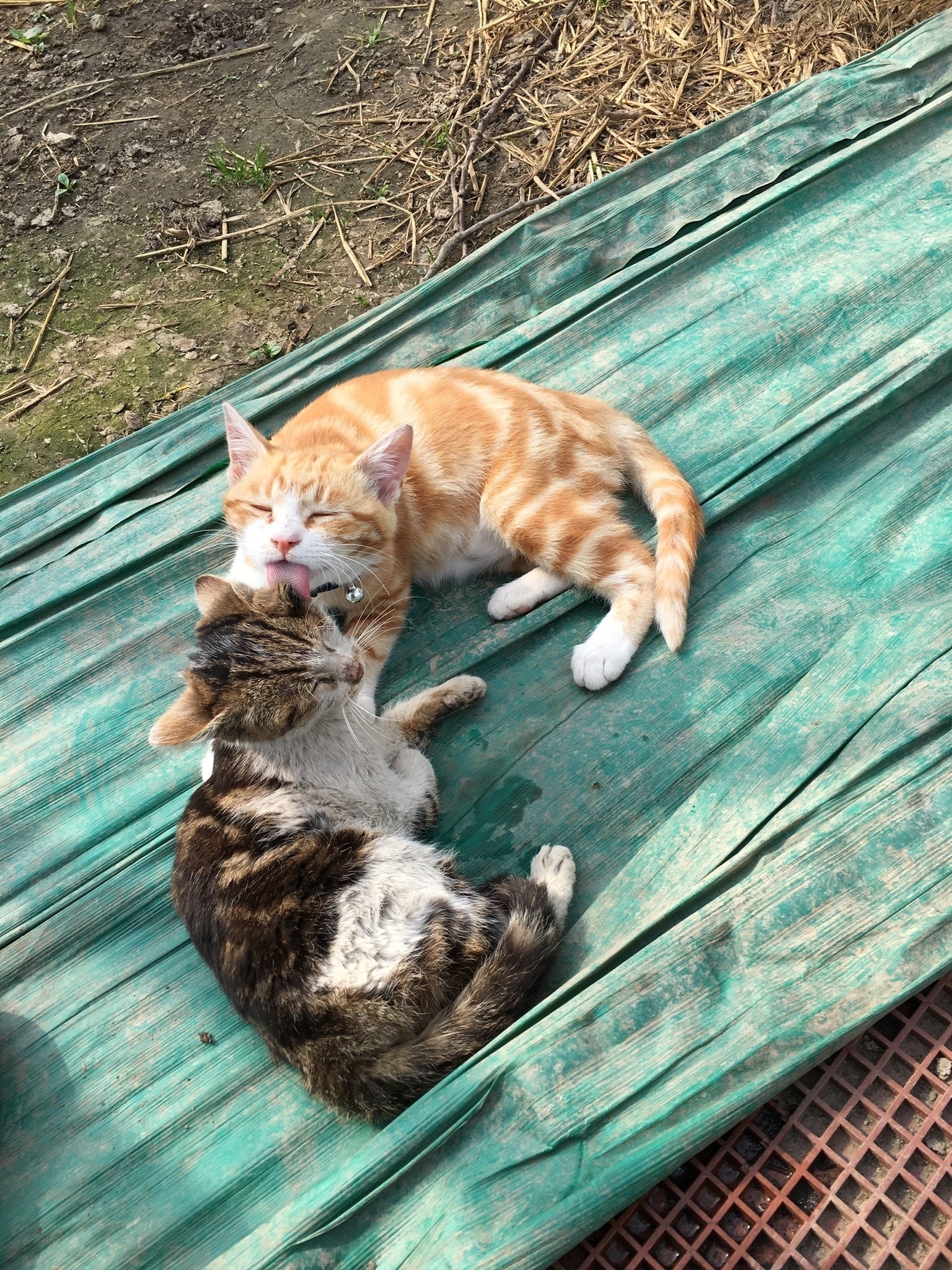 雪の中保護した猫達を守りたい 【お礼】農家直送さくらんぼ - CAMPFIRE 