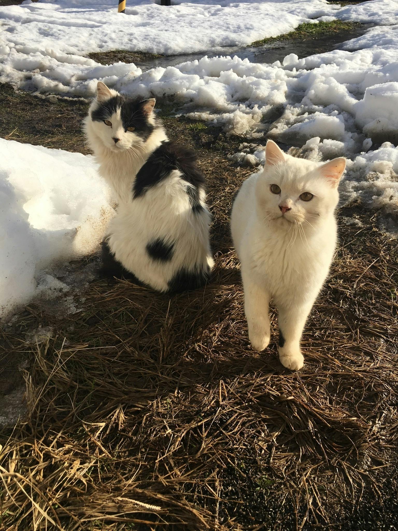 雪の中保護した猫達を守りたい お礼 農家直送さくらんぼ Campfire キャンプファイヤー