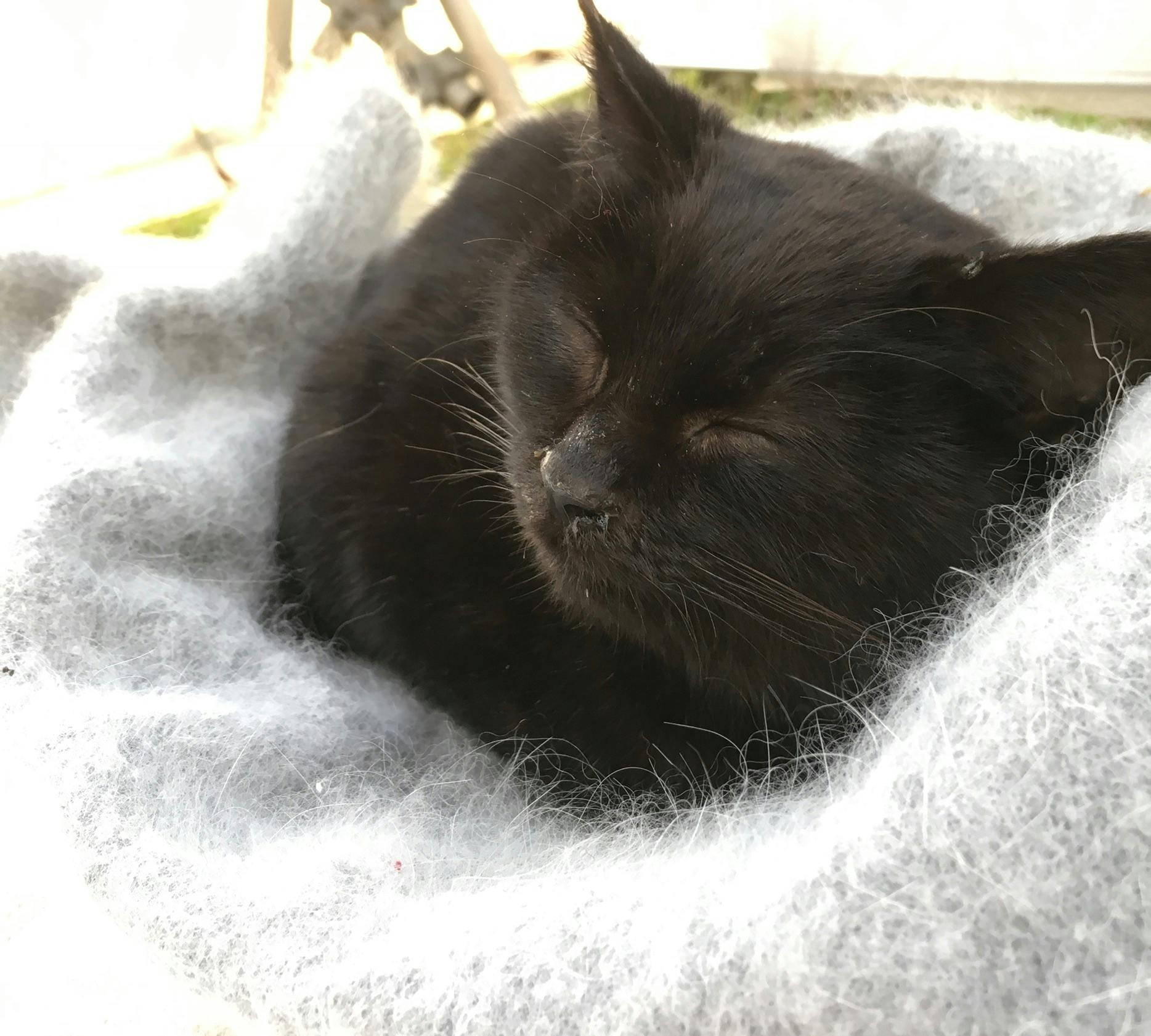 雪の中保護した猫達を守りたい お礼 農家直送さくらんぼ Campfire キャンプファイヤー 雪の中保護した猫達を守りたい お礼 農家直送さくらんぼ Campfire キャンプファイヤー