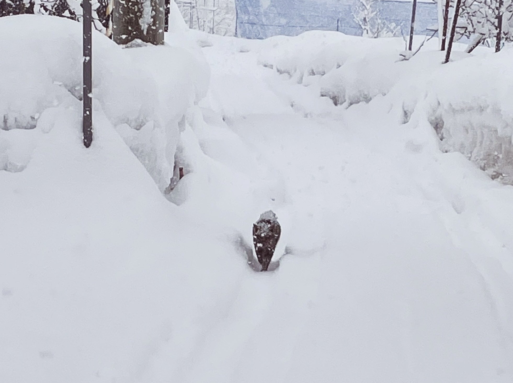雪の中保護した猫達を守りたい 【お礼】農家直送さくらんぼ - CAMPFIRE 