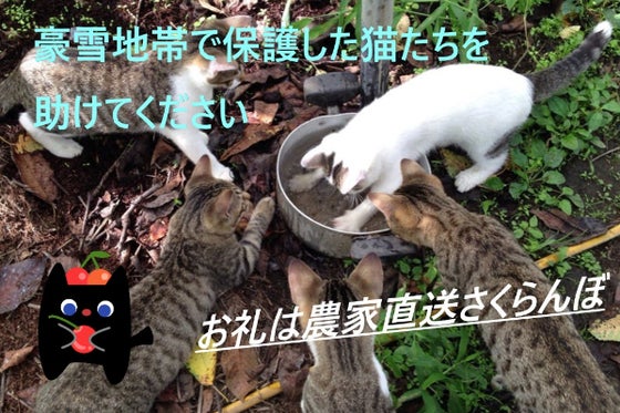 雪の中保護した猫達を守りたい 【お礼】農家直送さくらんぼの支援者 