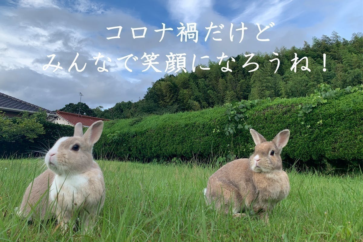 コロナ禍だから 31羽のもふもふうさぎ日めくりカレンダー で笑顔だらけにしたい Campfire キャンプファイヤー コロナ禍だから 31羽のもふもふうさぎ日めくりカレンダー で笑顔だらけにしたい Campfire キャンプファイヤー