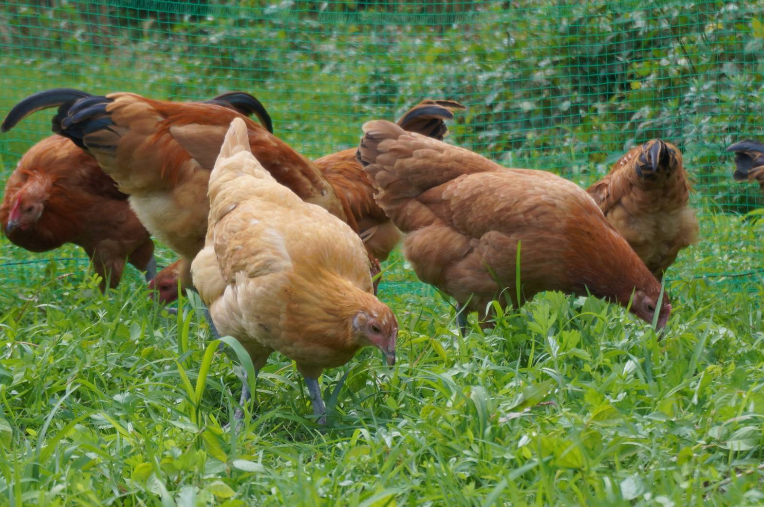 隠岐の島の大自然の中で 放し飼いにわとり の卵を届けるために小屋を建てたい Campfire キャンプファイヤー 隠岐の島の大自然の中で 放し飼いにわとり の卵を届けるために小屋を建てたい Campfire キャンプファイヤー