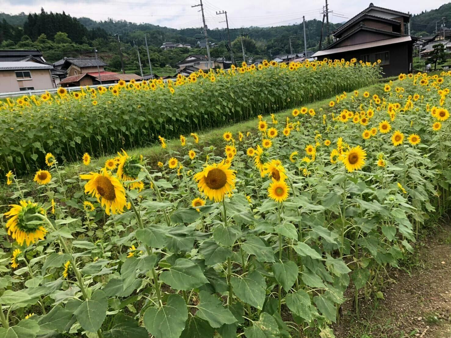 亡き父が遺したひまわりの種で日本中を笑顔にしたい Campfire キャンプファイヤー 亡き父が遺したひまわりの種で日本中を笑顔にしたい Campfire キャンプファイヤー