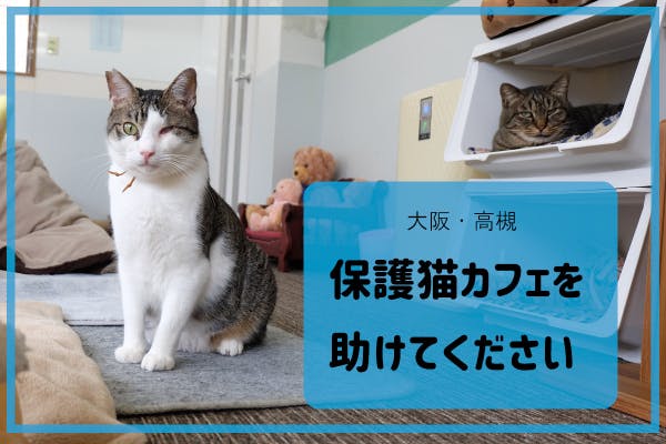 大阪高槻 保護猫カフェを助けてください Campfire キャンプファイヤー