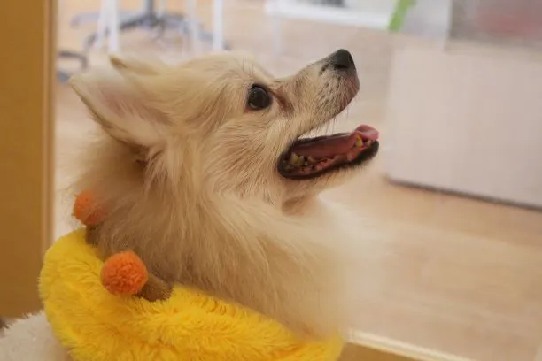 飼い主のいない心臓病の ポメラニアンの男の子 推定２歳 を救いたい Campfire キャンプファイヤー